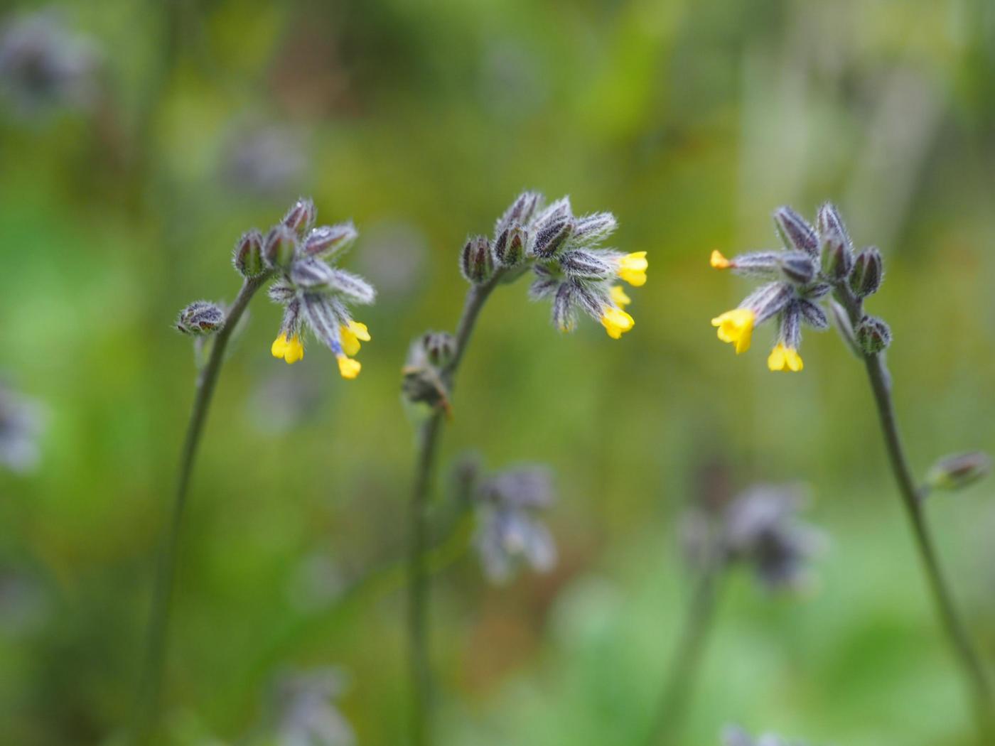 Forget-me-not, [Balbis's] flower